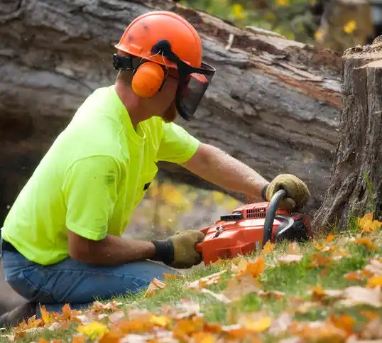 tree services Saranac Lake